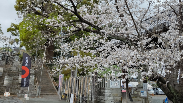 参道の桜